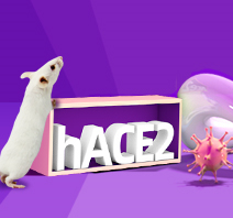 hACE2 Mouse Models