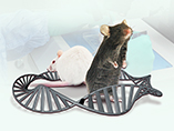 Cyagen White Paper:  Applications of the Mouse Model in Translational Medical Research