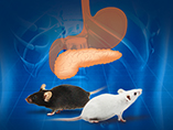 The Latest Animal Models of Chronic Pancreatitis